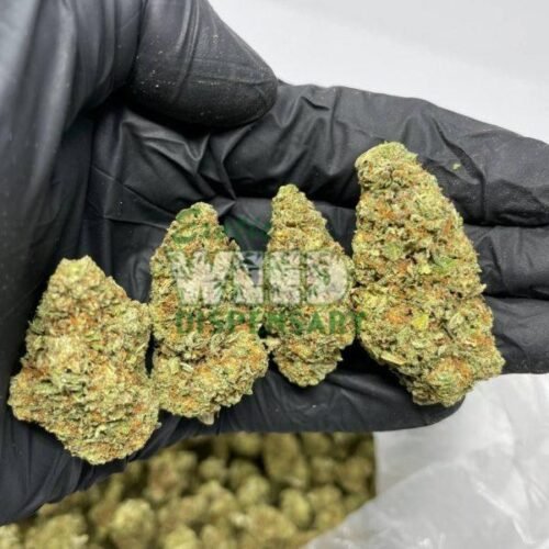 blueberry cheesecake strain