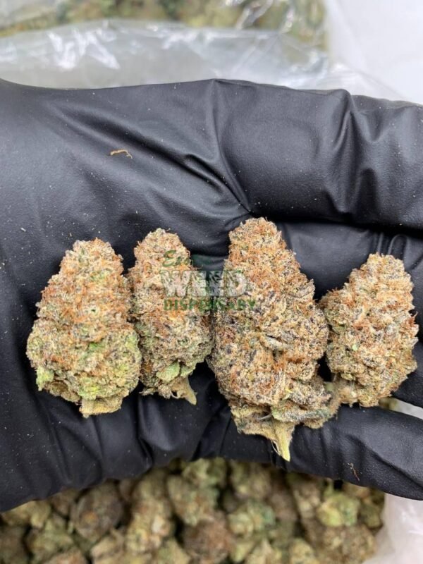 Blue Afghani