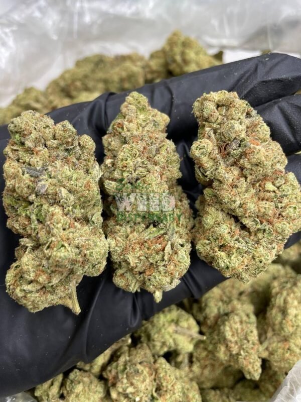 Afghan Kush