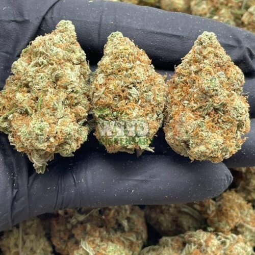 candy jack strain