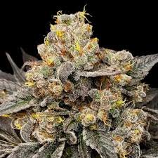 Exotic Biscotti Weed Strain