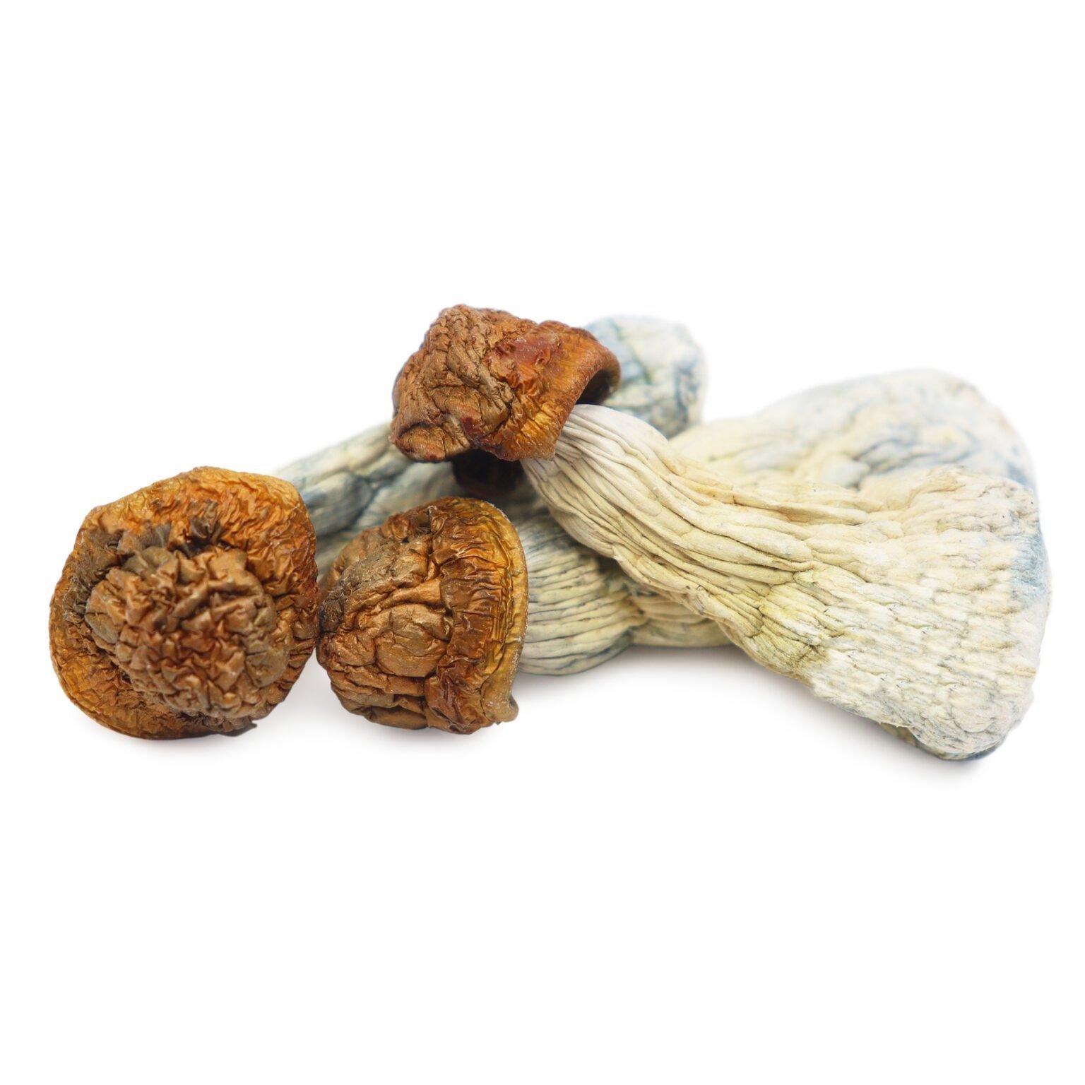 Gold-Member-Magic-Mushrooms.jpeg Gold Member Magic Mushrooms