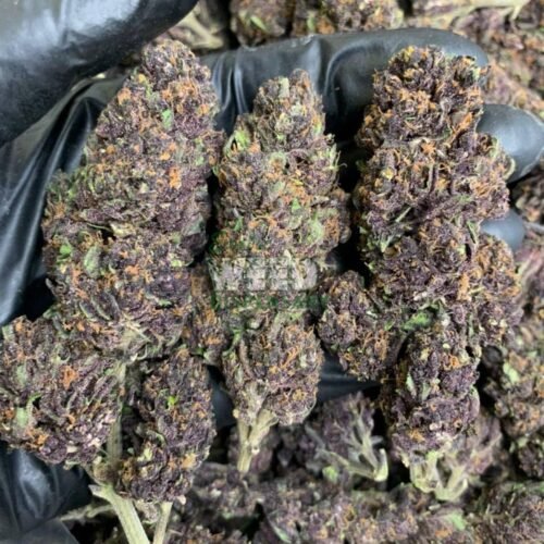Grand Daddy Purple