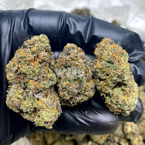 Grease monkey strain
