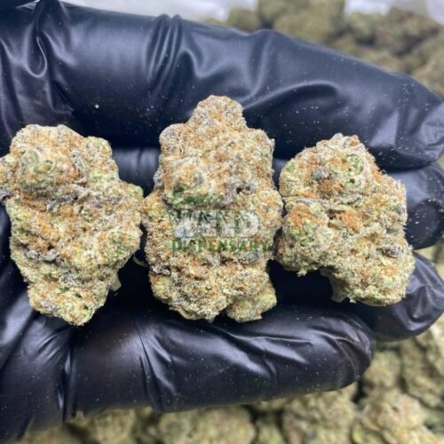 Hindu Kush strain