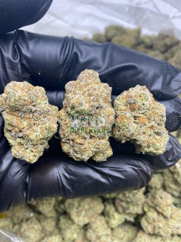 Hindu Kush strain