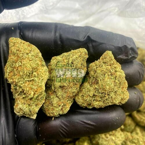 Jack Herer Strain