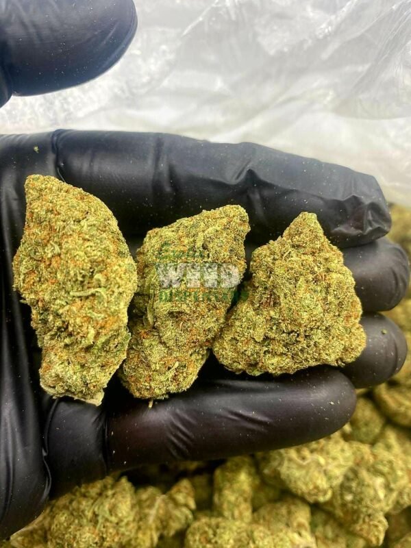 Jack Herer Strain