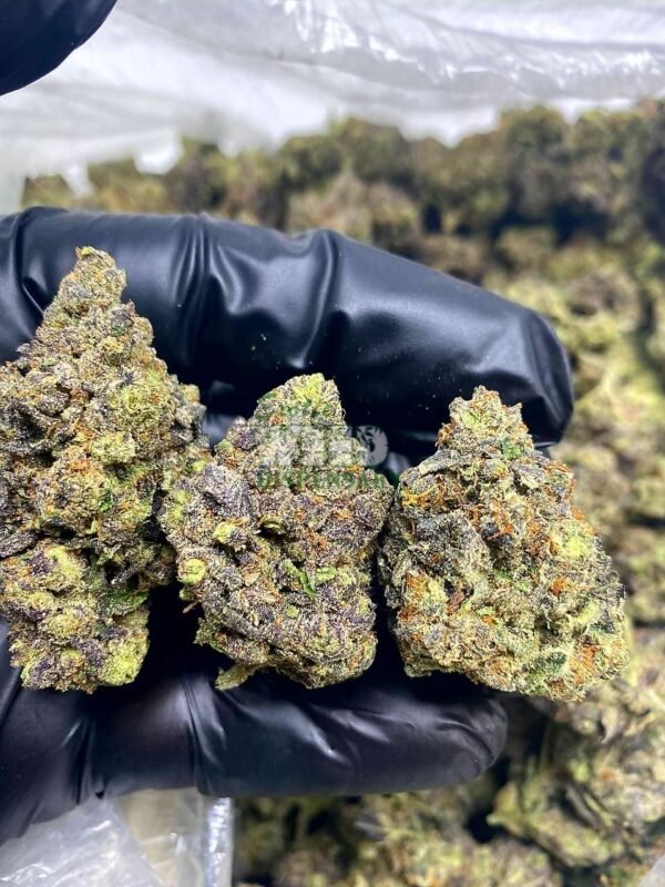 super jack strain