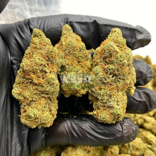 blueberry pie strain