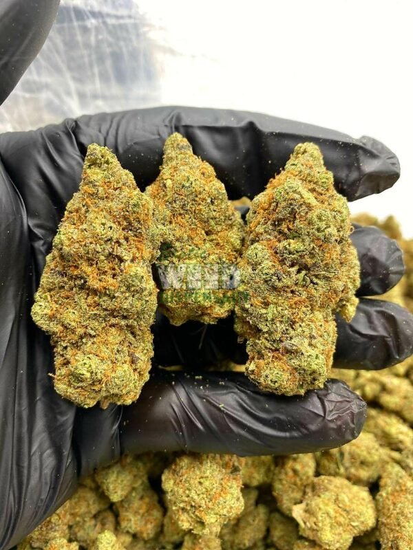 blueberry pie strain