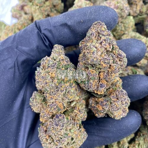 Jack Diesel