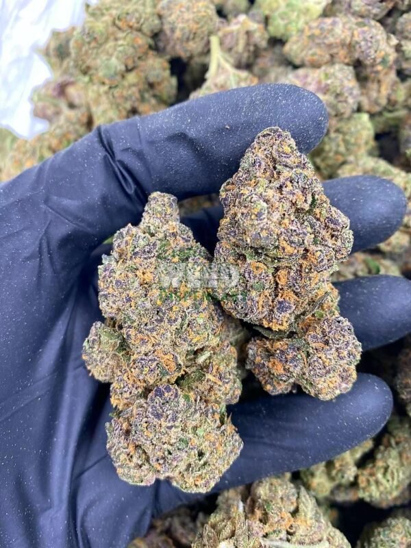 Jack Diesel