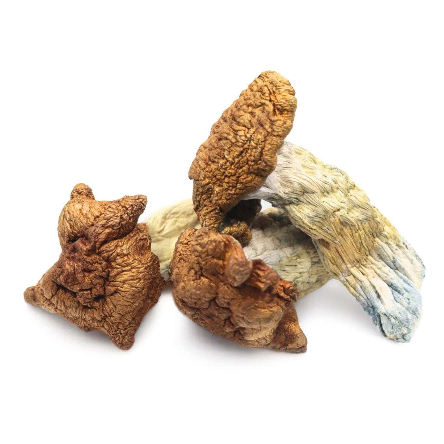 King-Kong-Magic-Mushrooms.jpeg King Kong Magic Mushrooms