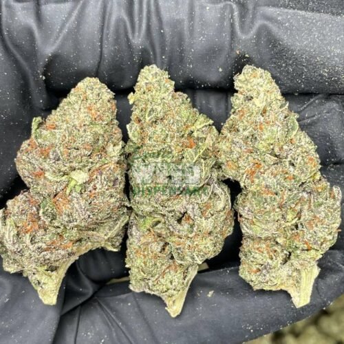 Master-Kush.jpg Master Kush Strain