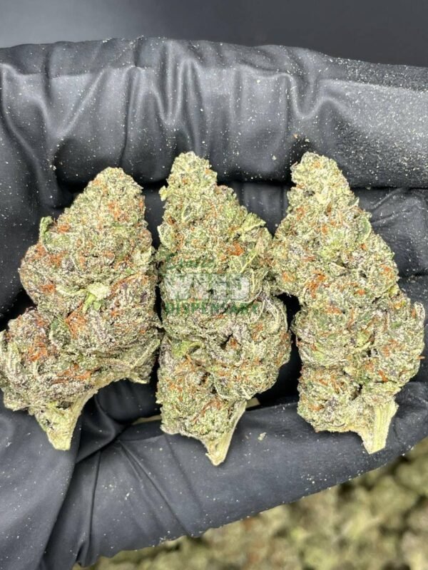Master Kush Strain