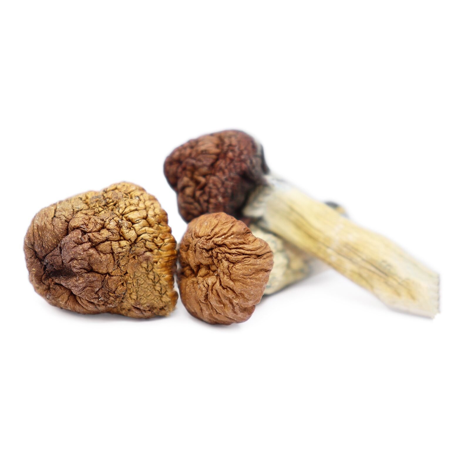 Mazatapec-Magic-Mushrooms.jpeg Mazatapec Magic Mushrooms