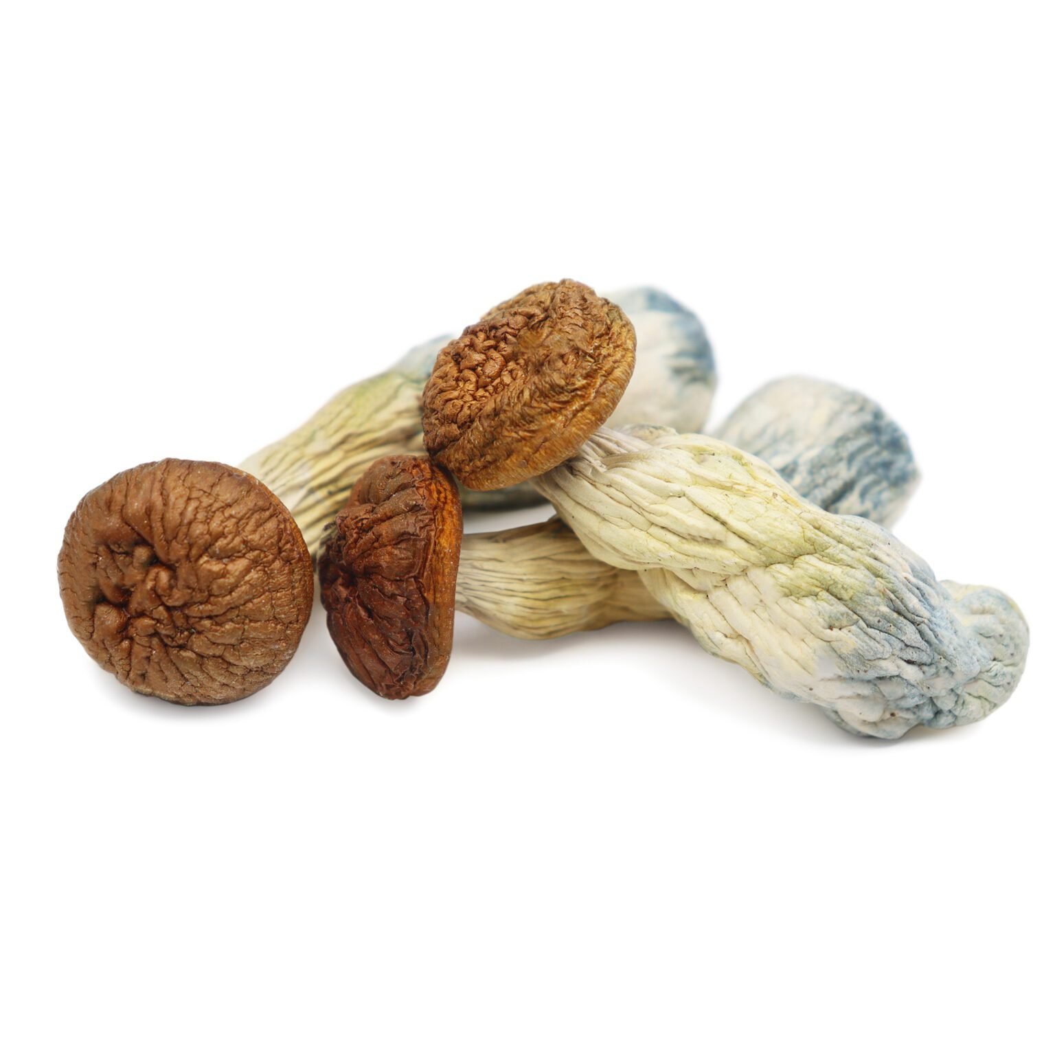 Penis-Envy-Magic-Mushrooms-1.jpeg Penis Envy Magic Mushrooms