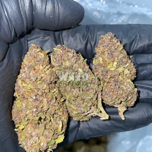 Purple Urkle Strain
