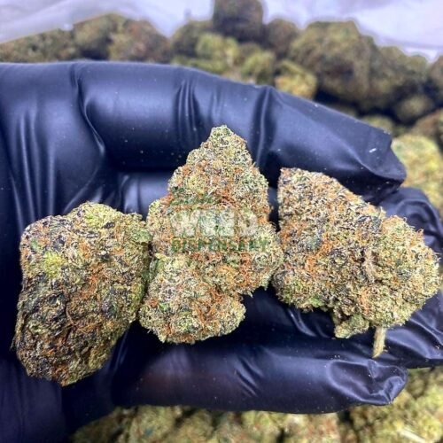 Strawberry Lemonade Strain