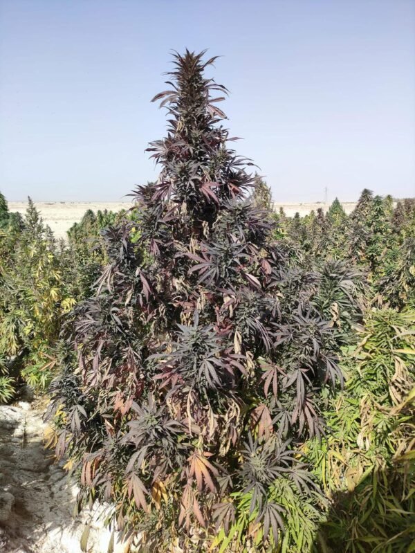 Afghan landrace seeds