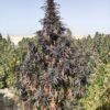 Afghan landrace seeds