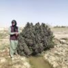 Afghan landrace seeds