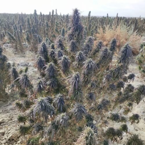 Afghan landrace seeds