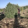 Afghan landrace seeds