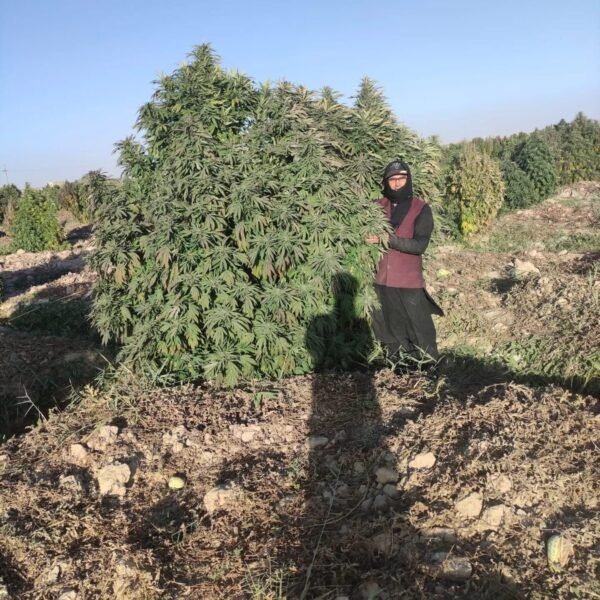Afghan landrace seeds