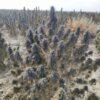Afghan landrace seeds
