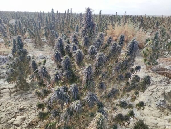 Afghan landrace seeds