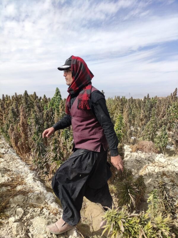 Afghan landrace seeds