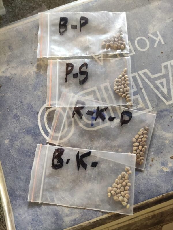 Afghan landrace seeds