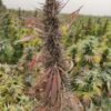 Afghan landrace seeds