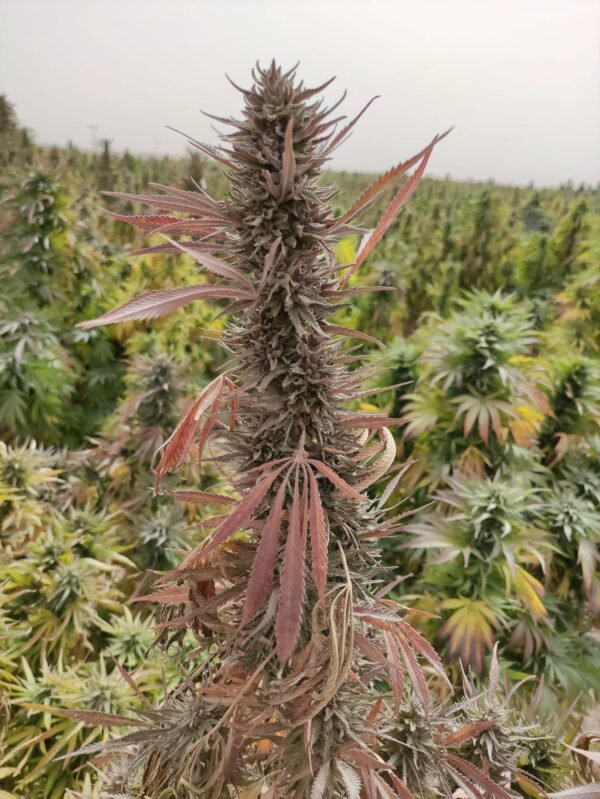 Afghan landrace seeds
