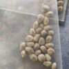 Afghan landrace seeds