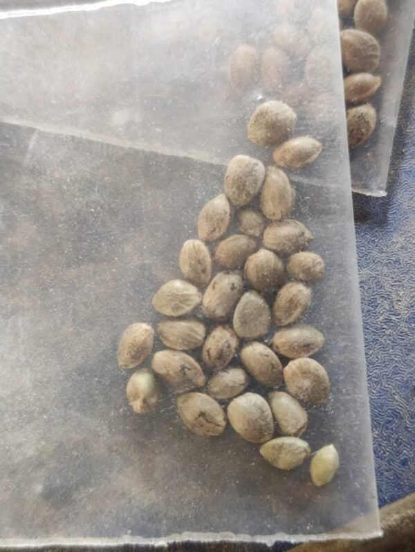 Afghan landrace seeds