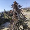 Afghan landrace seeds