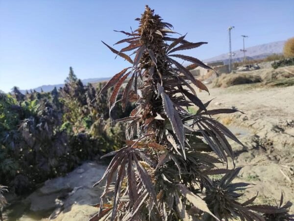 Afghan landrace seeds