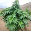 Afghan landrace seeds