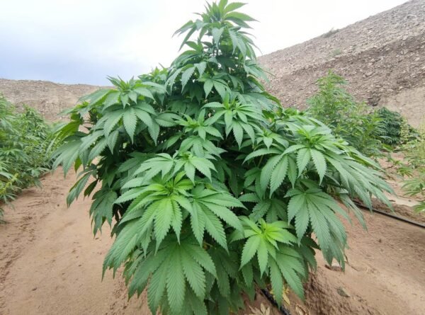 Afghan landrace seeds