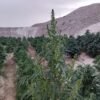 Afghan landrace seeds