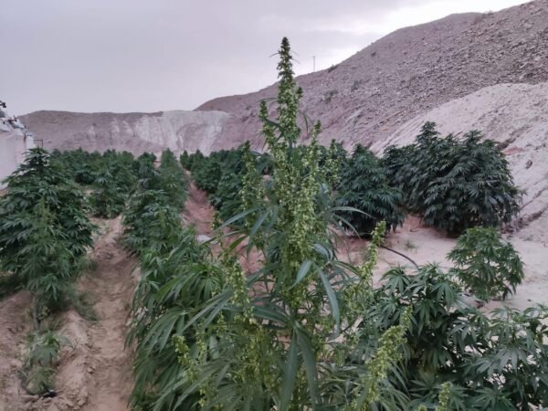 Afghan landrace seeds