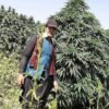 Afghan landrace seeds