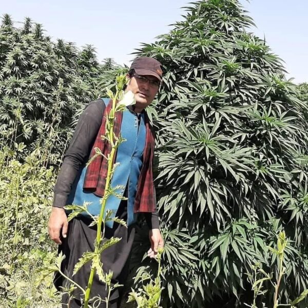 Afghan landrace seeds