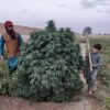 Afghan landrace seeds
