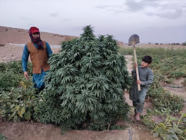 Afghan landrace seeds