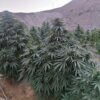 Afghan landrace seeds