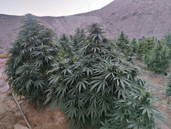 Afghan landrace seeds